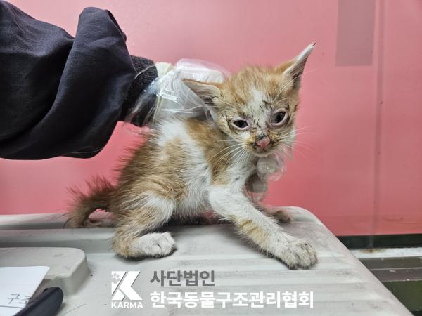 한국동물구조관리협회_441398202500396